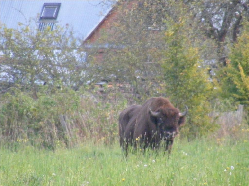 Olsik Apartment Bialowieza Bagian luar foto