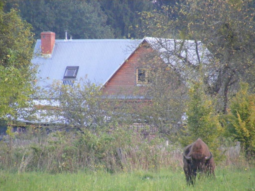 Olsik Apartment Bialowieza Bagian luar foto
